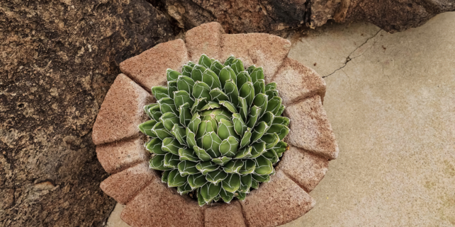 Green Leaf Mandala © Jan Sendzimir 2017