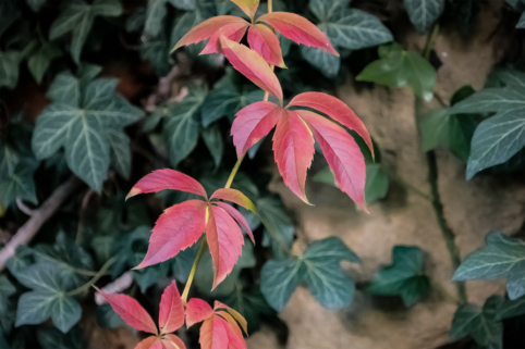 Autumn Foliage