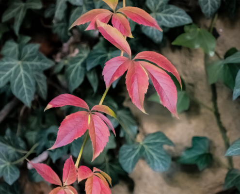 Autumn Foliage