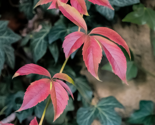 Autumn Foliage