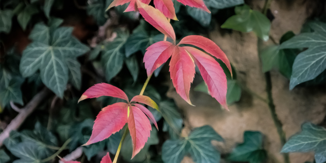 Autumn Foliage