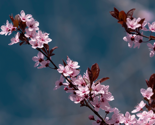 Prunus cerasifera (Kirschpflaume, Cherry Plum)