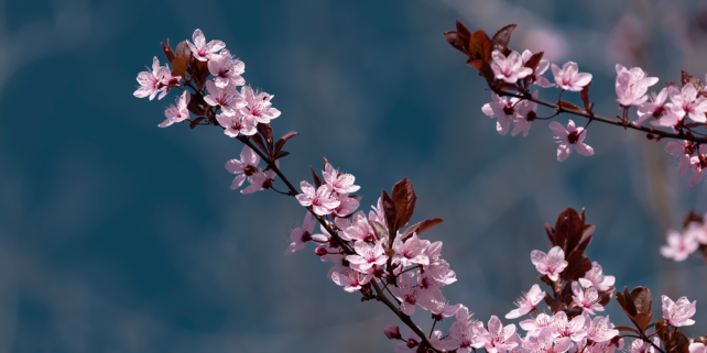 Prunus cerasifera (Kirschpflaume, Cherry Plum)