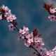 Prunus cerasifera (Kirschpflaume, Cherry Plum)