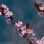 Prunus cerasifera (Kirschplaume, Cherry Plum)